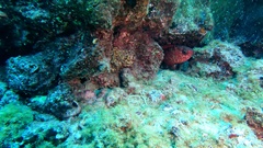 Heteropriacanthus fulgens