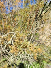 Tamarix africana
