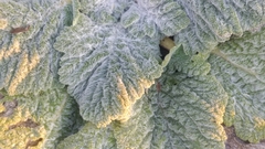 Salvia aethiopis