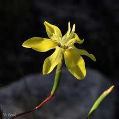 Moraea ramosissima