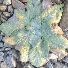 Salvia aethiopis
