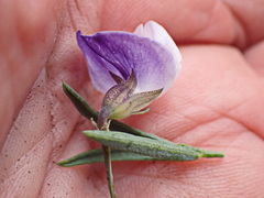 Psoralea axillaris