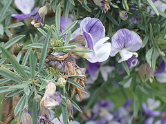 Psoralea axillaris