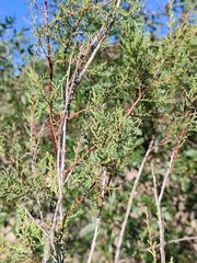 Tamarix africana