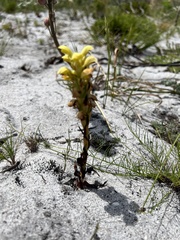 Disa sabulosa