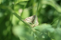 Sitochroa verticalis