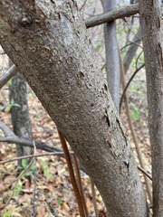 Elaeagnus