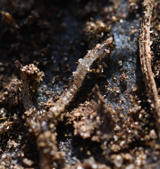 Enchytraeidae