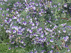 Psoralea axillaris