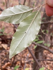 Elaeagnus