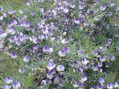Psoralea axillaris