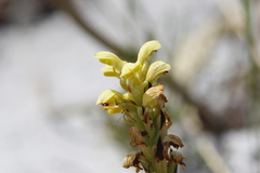 Disa sabulosa