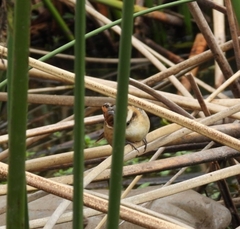 Phleocryptes melanops