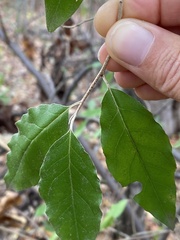 Elaeagnus