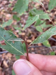 Elaeagnus