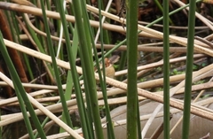 Phleocryptes melanops