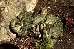 Adromischus