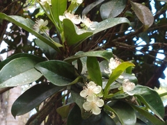 Eugenia brasiliensis