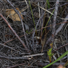 Serruria rubricaulis