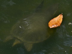 Carettochelys insculpta