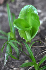 Bonatea speciosa