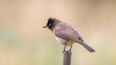 Pycnonotus nigricans