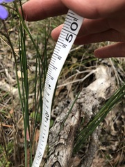 Agrostocrinum hirsutum