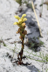 Disa sabulosa