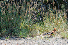 Upupa epops africana