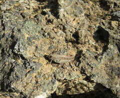 Calliptamus plebeius