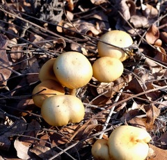 Galerina