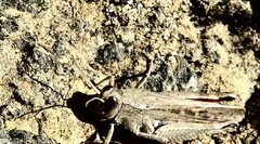 Calliptamus plebeius