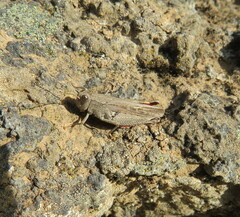 Calliptamus plebeius