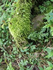 Eurhynchium striatum