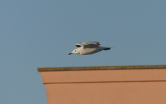 Ichthyaetus audouinii