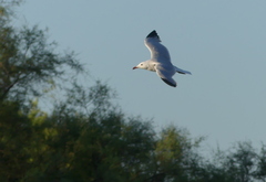 Ichthyaetus audouinii