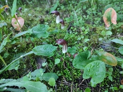 Arisarum simorrhinum