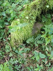 Eurhynchium striatum