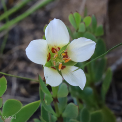 Roepera sessilifolia