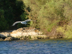 Ichthyaetus audouinii