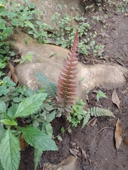 Blechnum occidentale