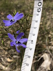 Agrostocrinum hirsutum