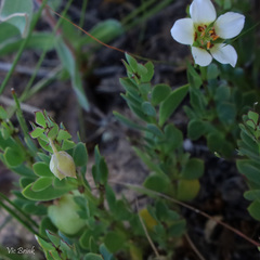 Roepera sessilifolia