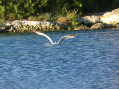 Ichthyaetus audouinii