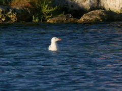 Ichthyaetus audouinii