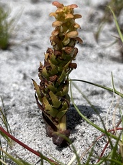 Disa pygmaea