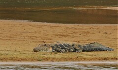 Melanosuchus niger