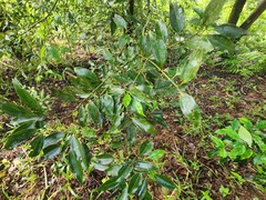 Cinnamomum insularimontanum