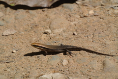 Eutropis macularia