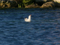 Ichthyaetus audouinii